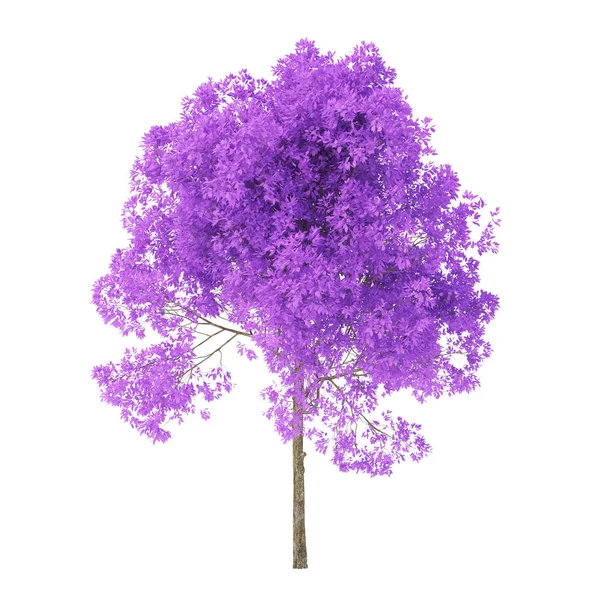 Baum Auf Weißem Hintergrund Baum Mit Violettem Laub Schneideweg Inklusive — Stockfoto