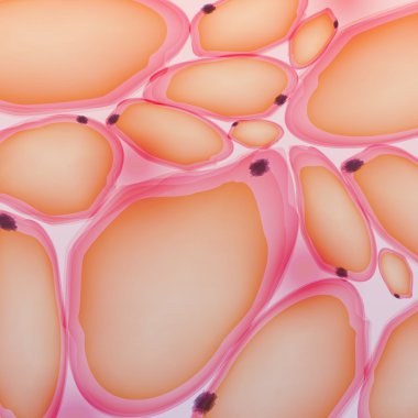 Yağ doku, yağ hücreleri, adipositler - vektör çizim