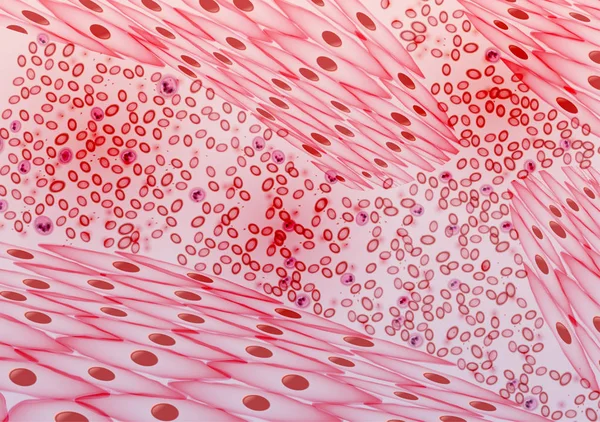 Blutgefäße, Venen und Arterien - Vektorillustration — Stockvektor