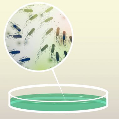 Petri kabına bakteri, koloni ile alan - vektör Illus büyütülmüş
