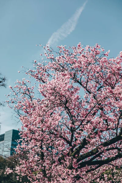 Cerisiers Fleurs Avec Ciel Bleu — Photo