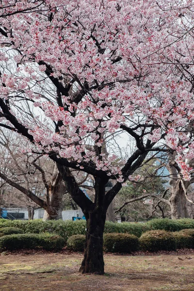 Cerisier Parc Tokyo Japon — Photo