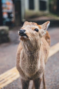 Japonya 'daki parkta geyik.