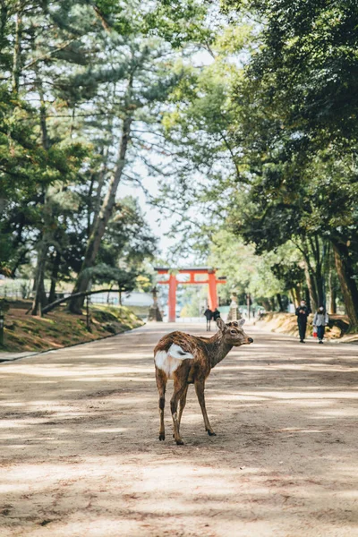 Ελάφι Την Πύλη Του Ιερού Στο Πάρκο Στην Ιαπωνία — Φωτογραφία Αρχείου