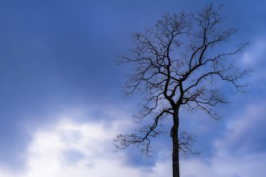 ağaç siluet mavi gökyüzü