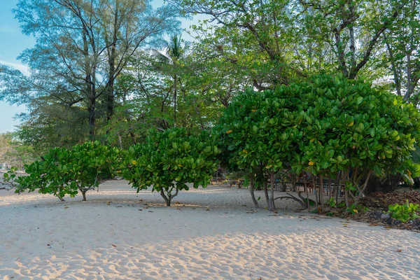 Alberi Con Grandi Foglie Verdi Che Crescono Sulla Spiaggia Sabbia — Foto Stock