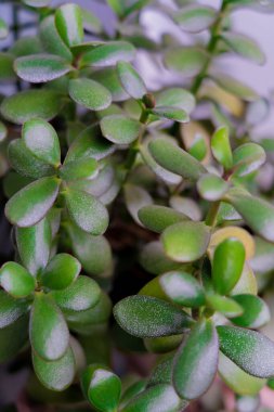 Evde büyüyen yeşil para fabrikasının yakın plan yan görüntüsü