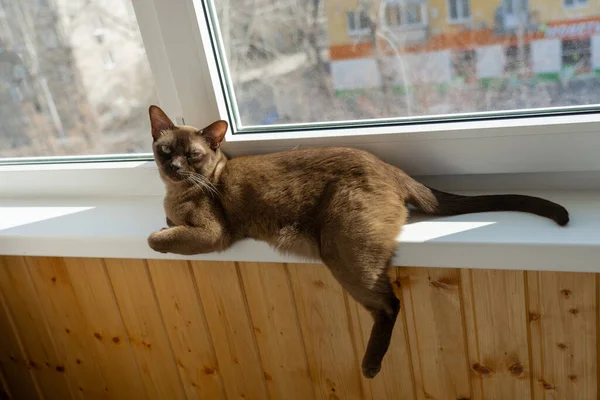 Burmesische Katze Entspannt Sich Auf Dem Balkon Sonnenlicht — Stockfoto