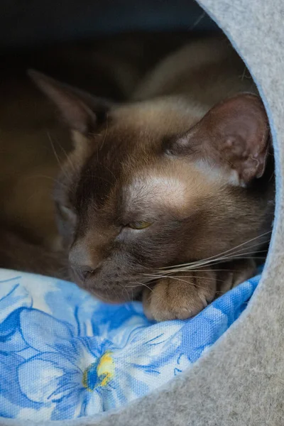 Retrato Gato Birmanês Dormindo Travesseiro Azul — Fotografia de Stock