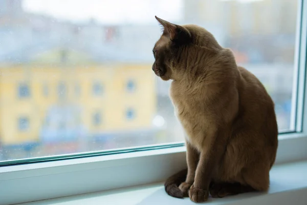 Burmesische Katze Sitzt Auf Fensterbank Und Schaut Aufs Fenster — Stockfoto
