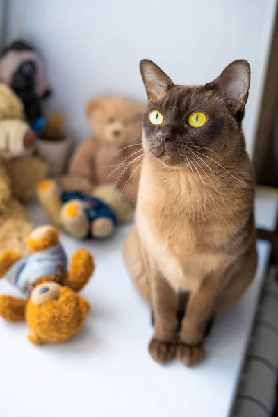 Retrato Gato Birmanês Com Olhos Amarelos Brilhantes Sentado Peitoril Janela — Fotografia de Stock