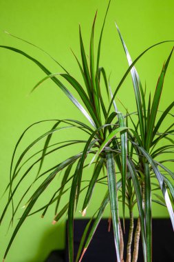 Açık yeşil arka planda bir ev bitkisinin koyu yeşil ince yapraklarının yakın görüntüsü