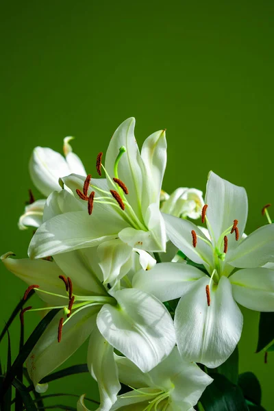 closeup view of a bunch of madonna lilies on light green sunny background at home