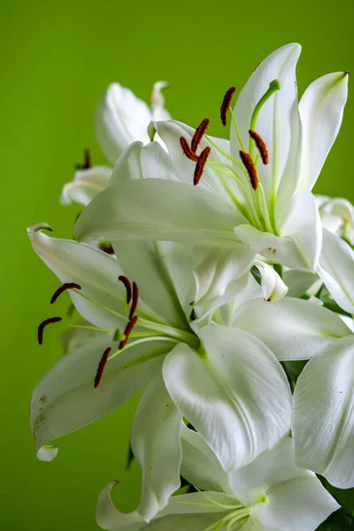 closeup view of a bunch of madonna lilies on light green sunny background at home