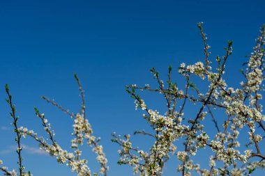 Baharda bahçede küçük beyaz çiçeklerle açan erik ağacının dalları parlak mavi gökyüzünün arka planına karşı.