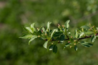 Baharda güneşli bir günde taze yapraklı, tomurcuklu ve düğmeli elma dalının Macro manzarası