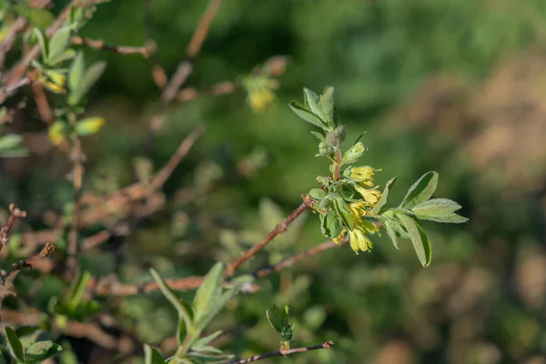 Tiny Twigs Bush Small Yellow Flowers New Green Leaves — Stock Photo, Image