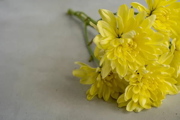 Világossárga Krizantém Virágok Fekszenek Betonpadlón Jobbra — Stock Fotó