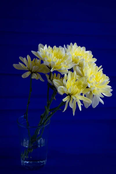 Світло Жовті Квіти Хризантеми Столовому Склі Яскраво Синьому Фоні — стокове фото