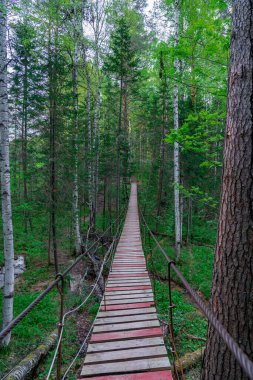 Yazın akşamları karanlık ormanın derinliklerinde asılı köprü.