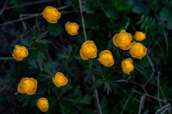 在森林的深绿色的草丛中 一束明亮的黄色的球状花映衬着它 — 图库照片