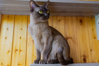 Sarı gözlü kahverengi burma kedisi ahşap bir balkonda rafta oturuyor.