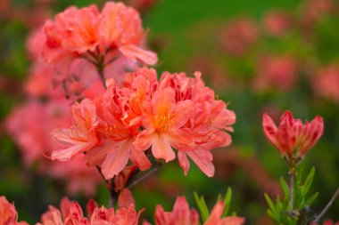Botanik bahçesindeki açelyalar, güzel bahar açelyaları, açelya türleri, Ukrayna 'daki bahar bitkileri.