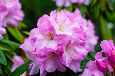 Botanik bahçesindeki açelyalar, güzel bahar açelyaları, açelya türleri, Ukrayna 'daki bahar bitkileri.