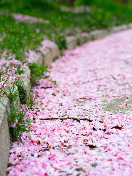 Botanik bahçesinde pembe çiçek, düşen kiraz çiçeği, sakura