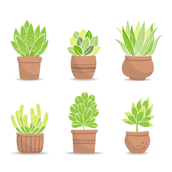 Collection of small green bushes in baked clay flowerpot. Potted plants; Vector Illustration.