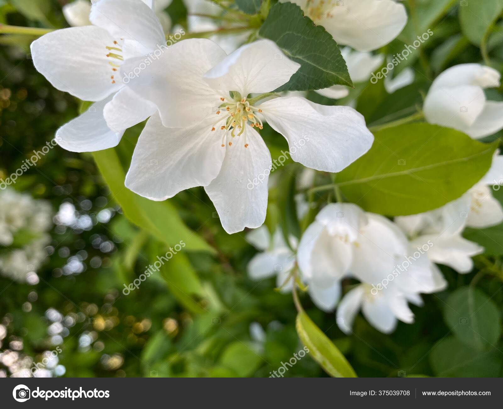 White Blossoms Apple Tree — Stock Photo © Mi_vassago 375039708