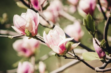 Pembe manolya Güneşe yakın