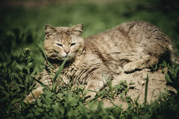 Gri kedi güneşte çimenlerde yatıyor.
