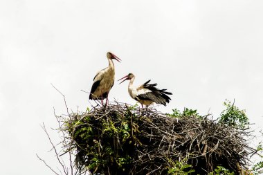 Gri gökyüzünün arka planındaki leylek