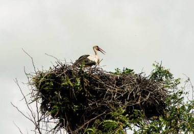 Leş yuvası kirli bir gökyüzünün arka planında