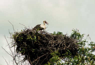 Leş yuvası kirli bir gökyüzünün arka planında