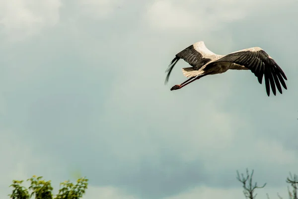 Cigüeña Salió Volando Del Nido — Foto de Stock