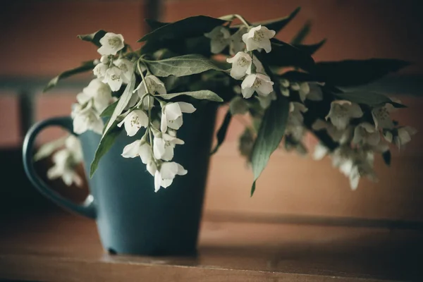 Κλαδί Γιασεμί Λουλούδια Κύπελλο — Φωτογραφία Αρχείου
