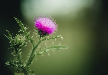 Yeşil arka planda dikenli çiçek