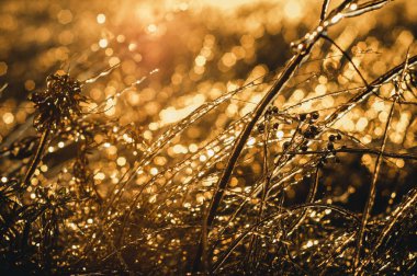 Gün batımında kuru ot kreması