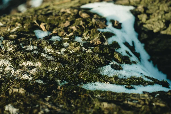 Karların Altındaki Ağaçta Yosun Var — Stok fotoğraf