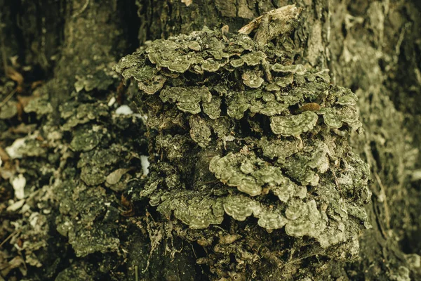 Crescimento Casca Uma Árvore Para Fundo — Fotografia de Stock