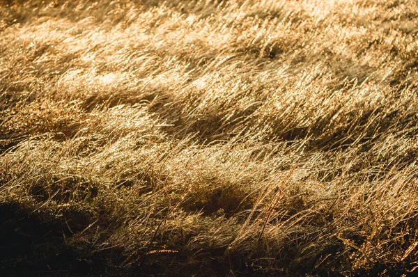 Dry Grass Icing Sunset — Stock Photo, Image