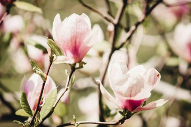 Yeşil arkaplanda pembe manolyalar