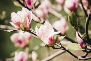 Yeşil arkaplanda pembe manolyalar