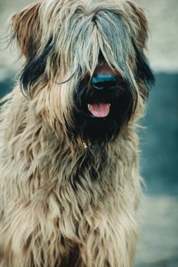 Tüylü kahverengi köpek kafası yakın plan.