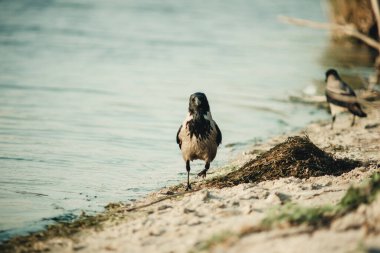 Bir karga nehir kıyısında duruyor ve uzaklığa bakıyor.