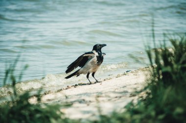 Bir karga nehir kıyısında duruyor ve uzaklığa bakıyor.