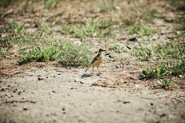 Passarinho Esperando Pela Primavera — Fotografia de Stock