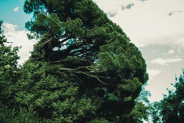 Grande Árvore Coroa Contra Céu — Fotografia de Stock